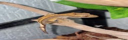 Gecko reptiles for sale: 45x45x90 Exo Terra Terrarium with 2 Crested Geckos - Advert 4