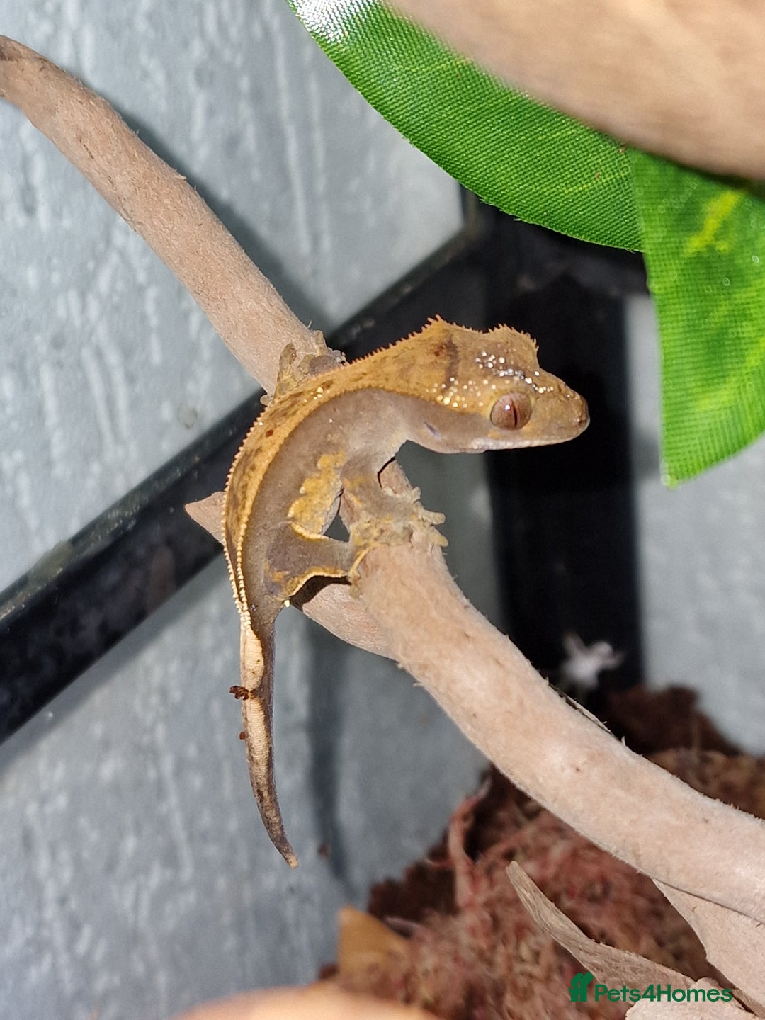 Gecko reptiles for sale: 45x45x90 Exo Terra Terrarium with 2 Crested Geckos - Advert 4