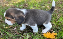 Beagle dogs for sale: KC REGISTERED SHOW TUOE BEAGLE PUPPIES  - Image 10