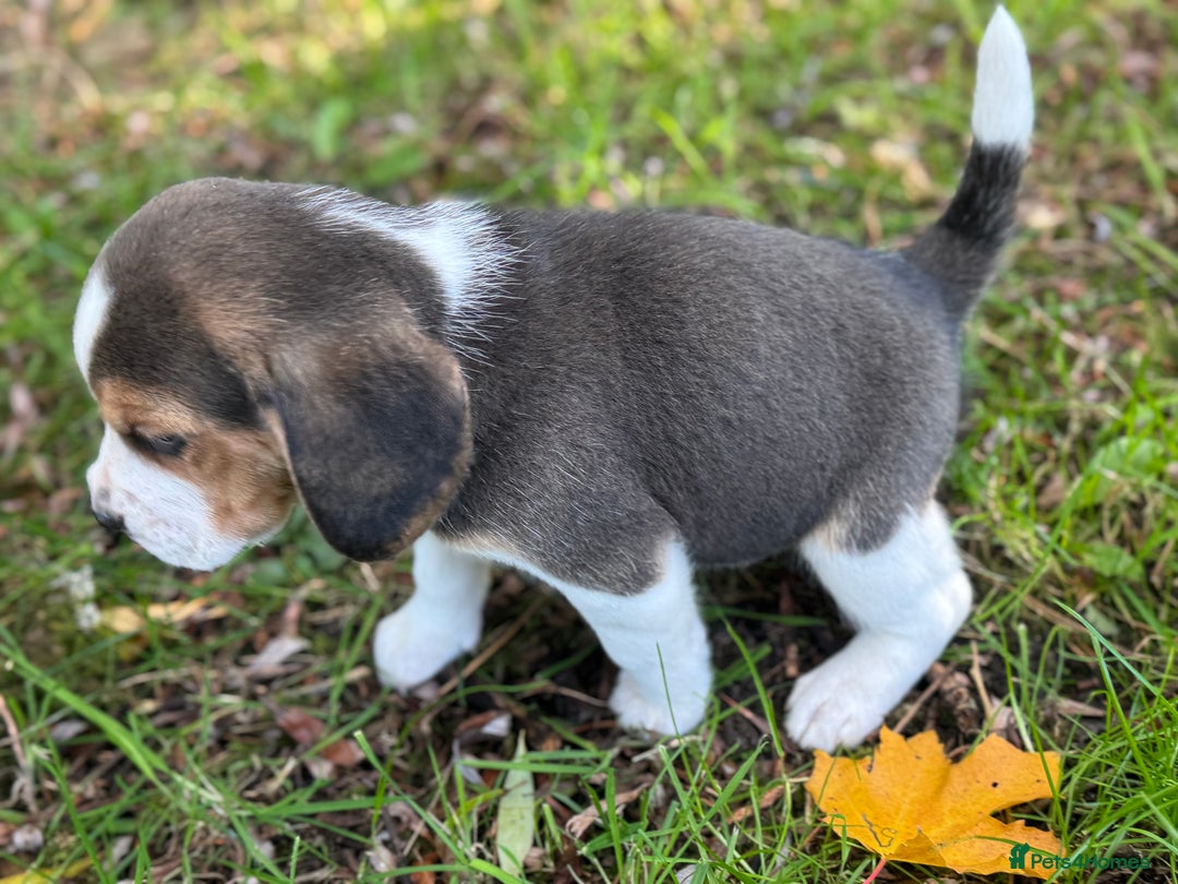 Beagle dogs for sale: KC REGISTERED SHOW TUOE BEAGLE PUPPIES  - Image 10