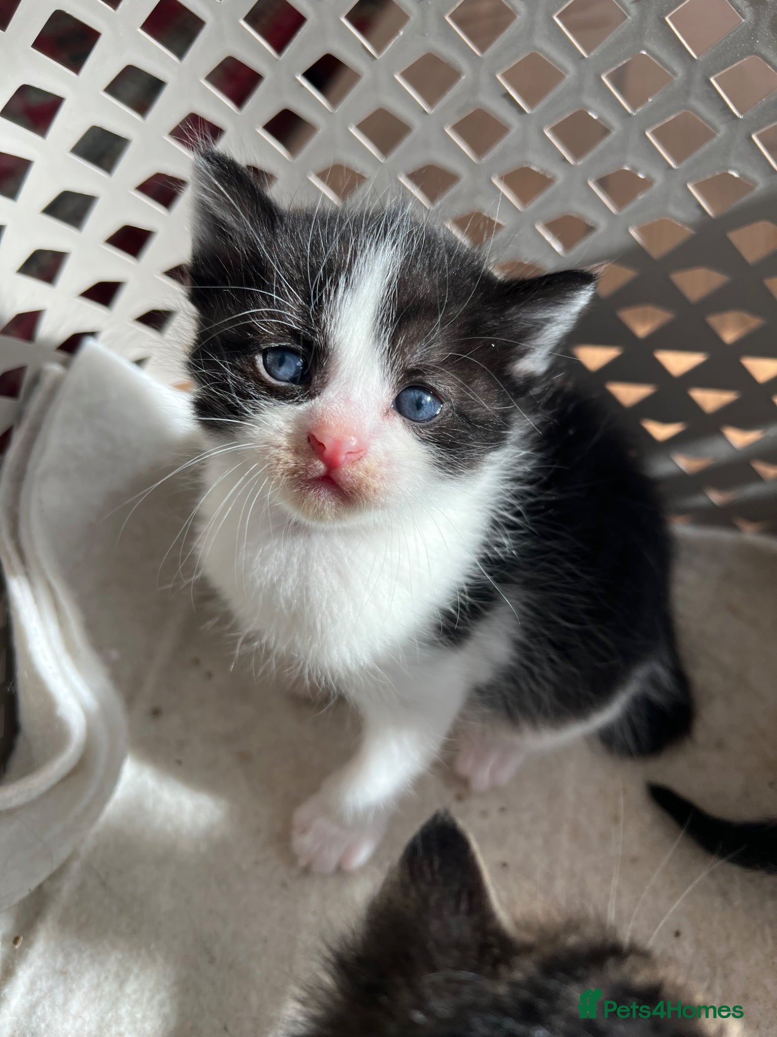 Mixed Breed cats 2 beautiful kittens - Advert 4