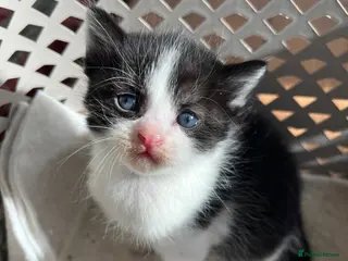 Mixed Breed cats 2 beautiful kittens - Advert 4