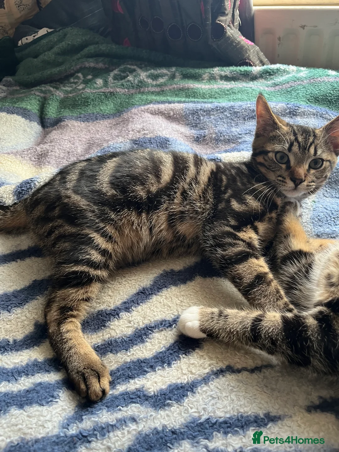 Mixed Breed cats for sale: 3 Kittens for sale - Advert 7