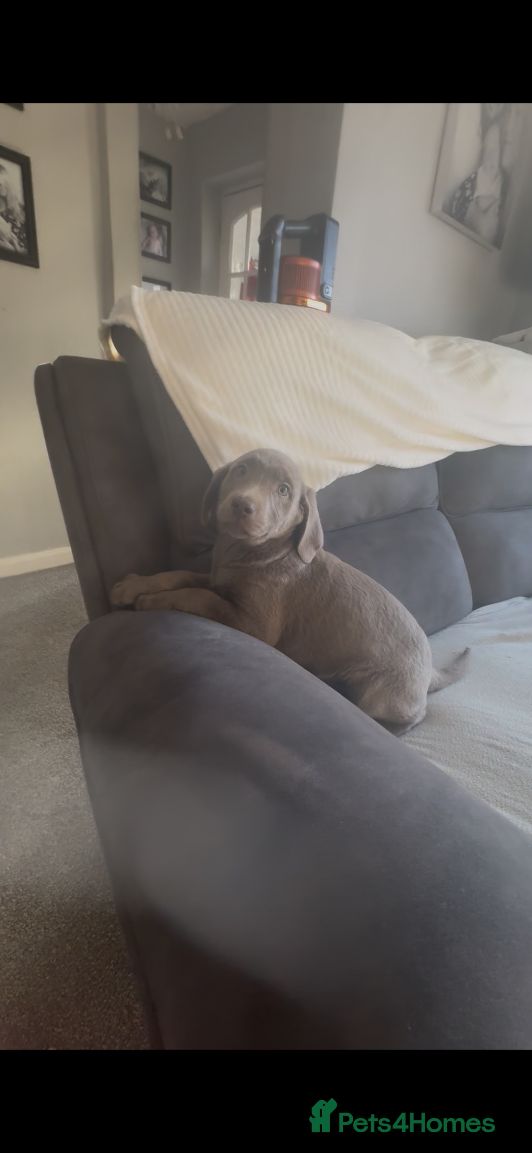 Labrador Retriever dogs for sale: Stunning silver Labradors  - Advert 25