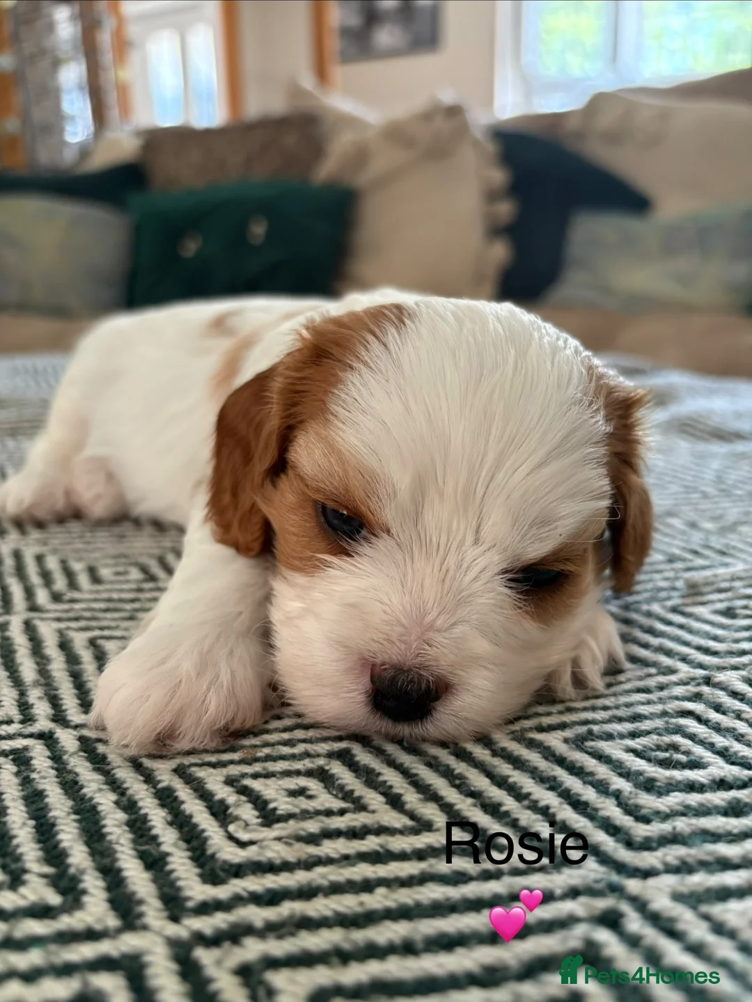 Cavapoochon dogs for sale: Beautiful Cavapoochon puppies - Advert 19
