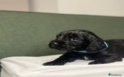 Cocker Spaniel dogs for sale: 5 Adorable working cocker spaniel pups 🐶  - Image 7