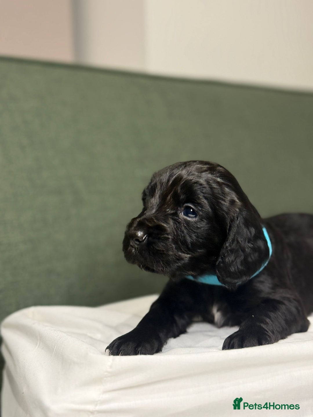 Cocker Spaniel dogs for sale: 5 Adorable working cocker spaniel pups 🐶  - Image 7