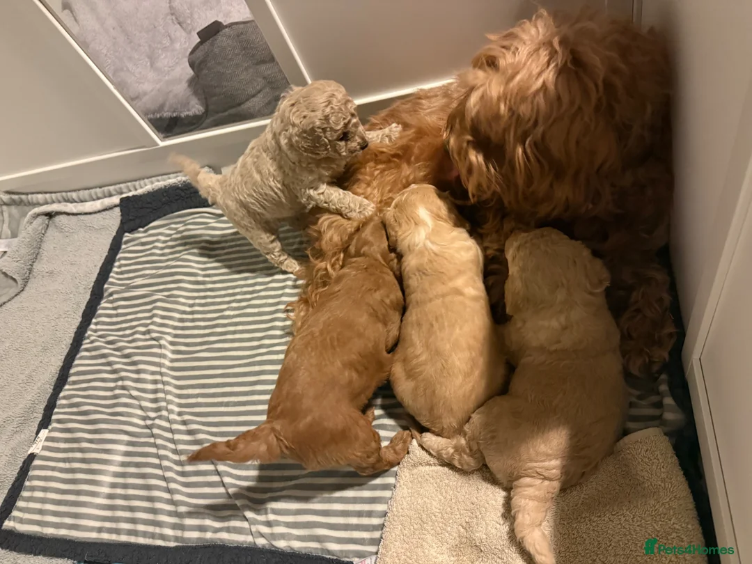 Labradoodle dogs for sale: Miniature Labradoodle puppies for sale - Advert 2