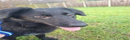 Mixed Breed dogs for adoption: Tara - North Walsham Norfolk  - Advert 10