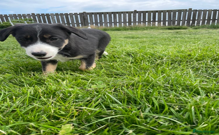 Borador dogs - Advert 3