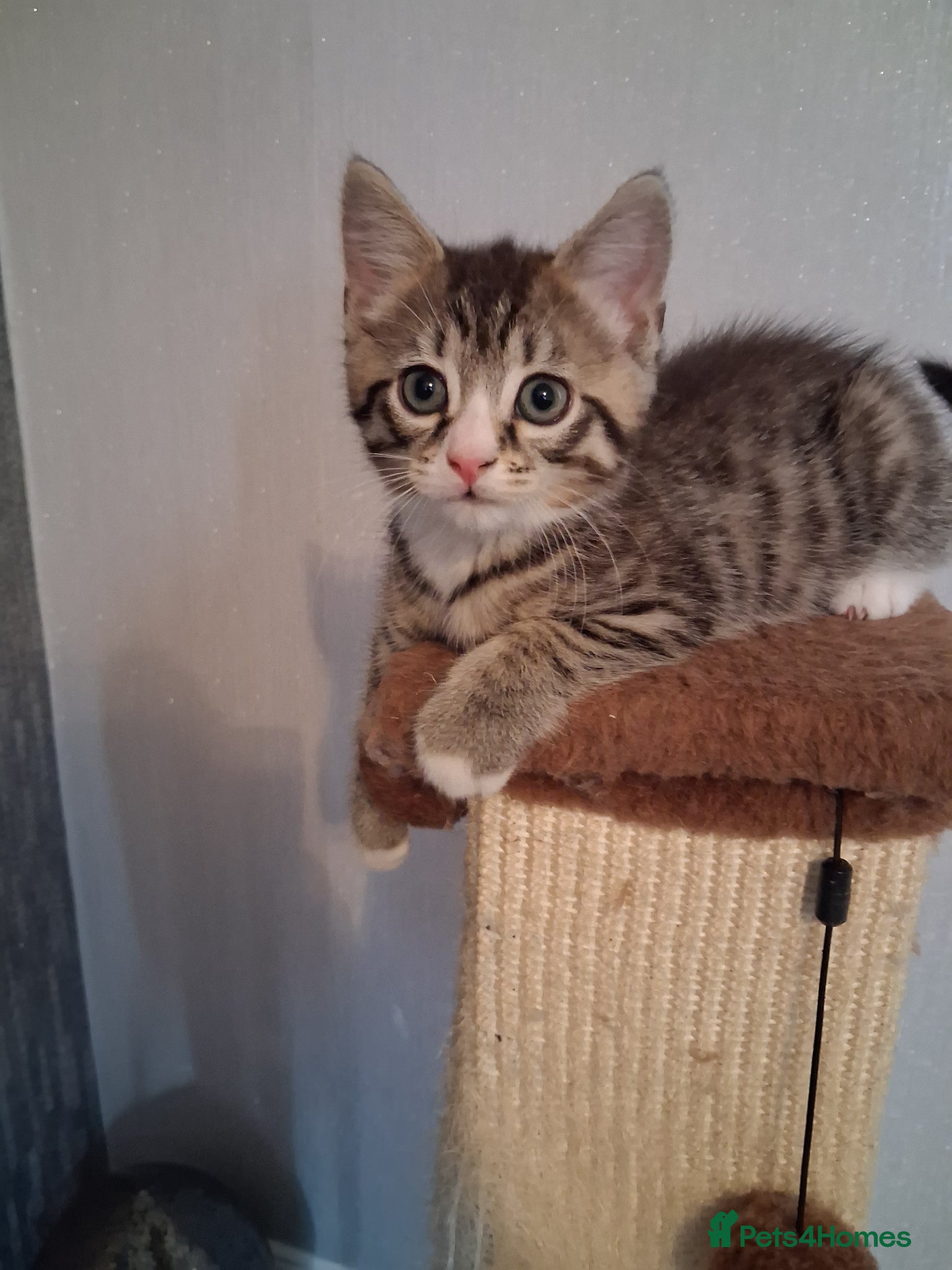 Mixed Breed cats KITTEN URGENT!!! - Advert 2