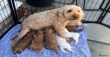 Cavapoo dogs - Advert 2