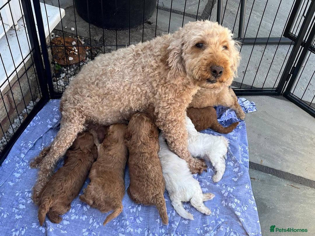 Cavapoo dogs for sale: F1B CAVAPOO PUPPIES  - Image 2
