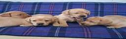 Labrador Retriever dogs for sale: Adorable Golden Labrador Puppies  - Advert 9
