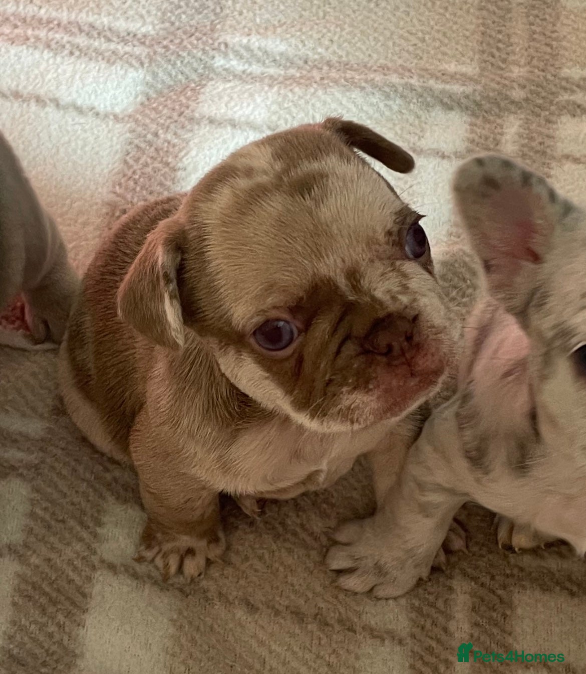 French Bulldog dogs Dbl lilac & cream Merle boy💙french bulldog puppy - Advert 11