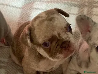 French Bulldog dogs Dbl lilac & cream Merle boy💙french bulldog puppy - Advert 11