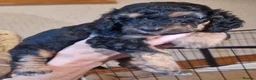 Cockapoo dogs for sale: F1B cockapoo puppies 2 boys 1 girl  - Advert 12