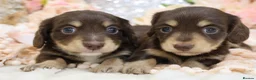 Miniature Dachshund dogs for sale: KC Longhair Miniature Dachshund Puppies - Advert 1