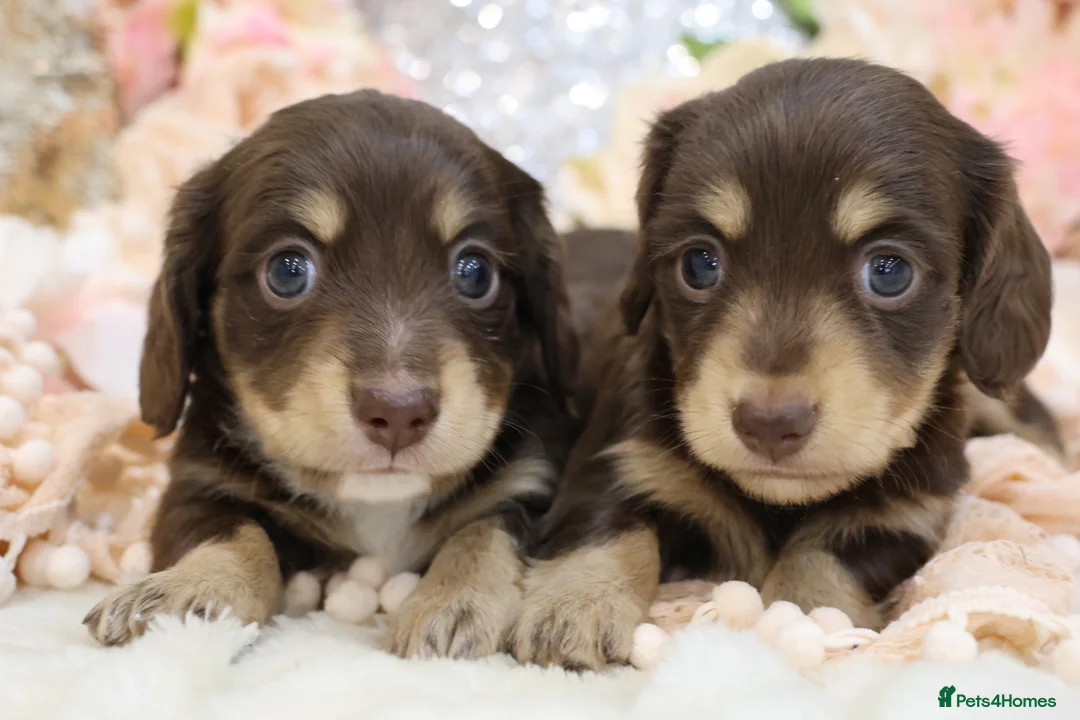 Miniature Dachshund dogs for sale: KC Longhair Miniature Dachshund Puppies - Advert 1