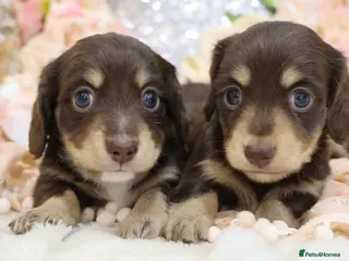 Miniature Dachshund dogs KC Longhair Miniature Dachshund Puppies - Advert 2