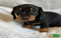 Miniature Dachshund dogs for sale: Adorable Miniature Dachshund Puppies - Image 22