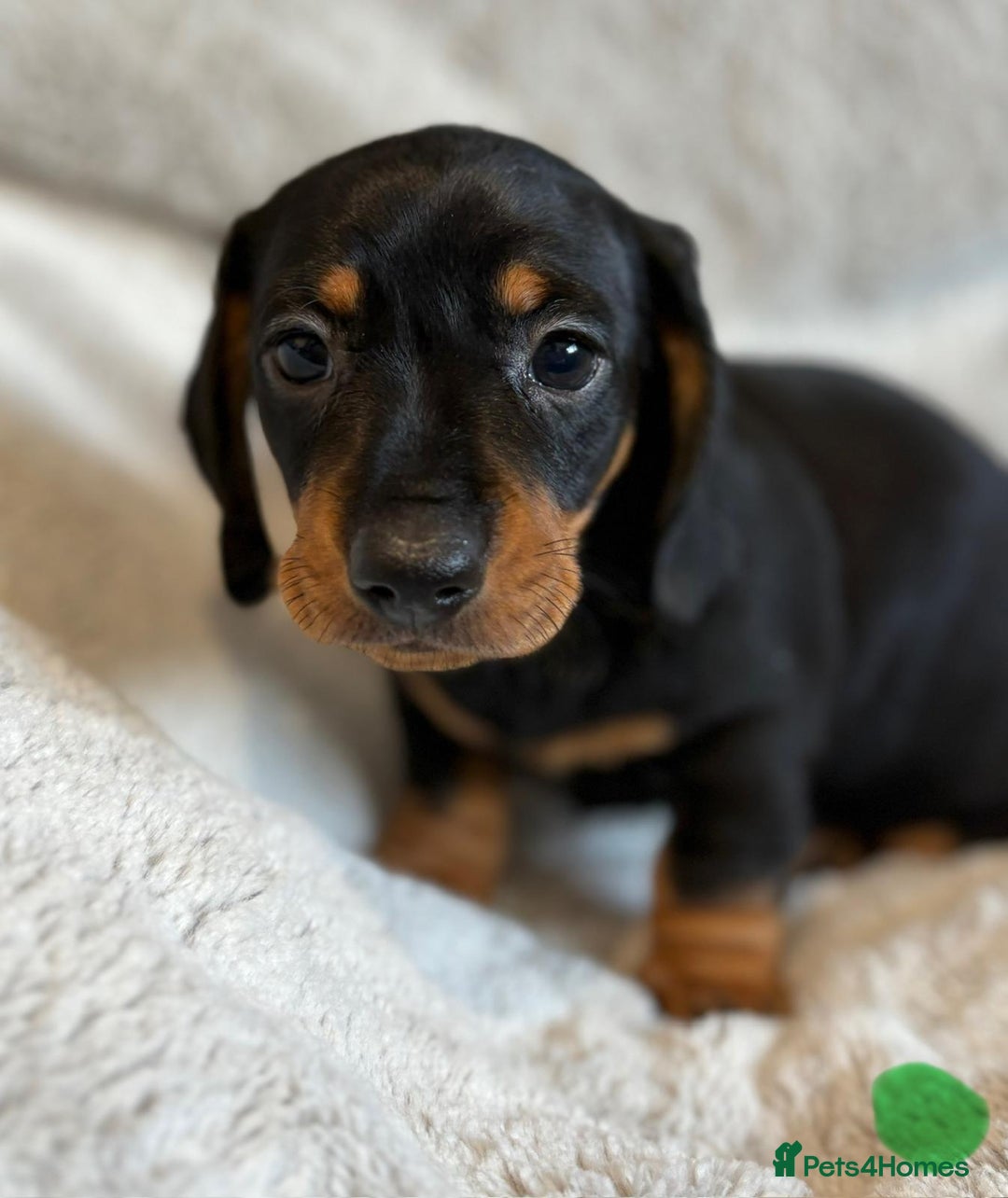 Miniature Dachshund dogs for sale: Adorable Miniature Dachshund Puppies - Image 22