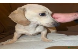 Miniature Dachshund dogs for sale: Minature cream Daschund boy  - Advert 5