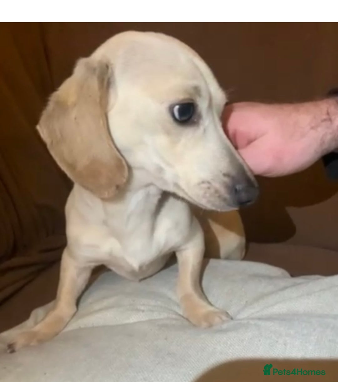 Miniature Dachshund dogs for sale: Minature cream Daschund boy  - Advert 5