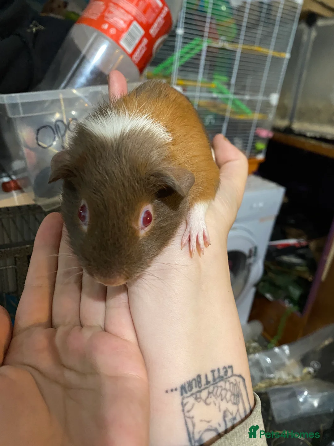 Guinea Pig rodents for sale: Male Guinea pig  - Advert 3