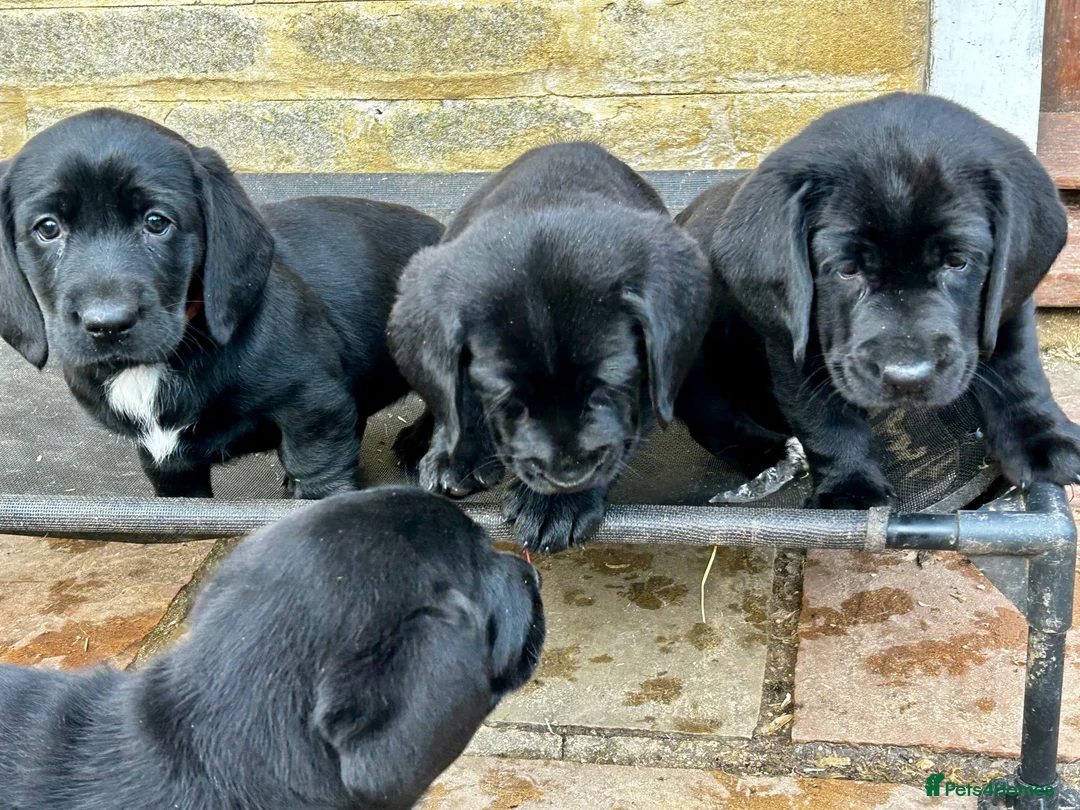 Mixed Breed dogs for sale: Basset x Labrador ( Bassador)  - Advert 5