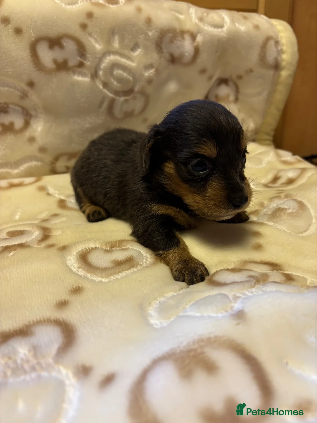 Miniature Dachshund dogs for sale: Long haired miniature dachunds  in Wisbech - Advert 11