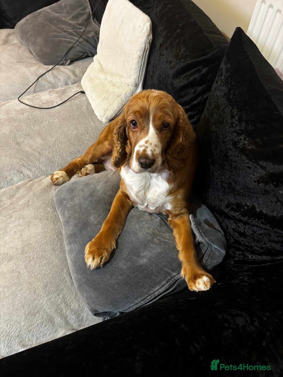 Cocker Spaniel dogs for sale: 6 year old female cocker spaniel  - Image 2