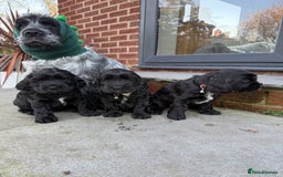 Cocker Spaniel dogs for sale: Show cocker spaniel  - Advert 16