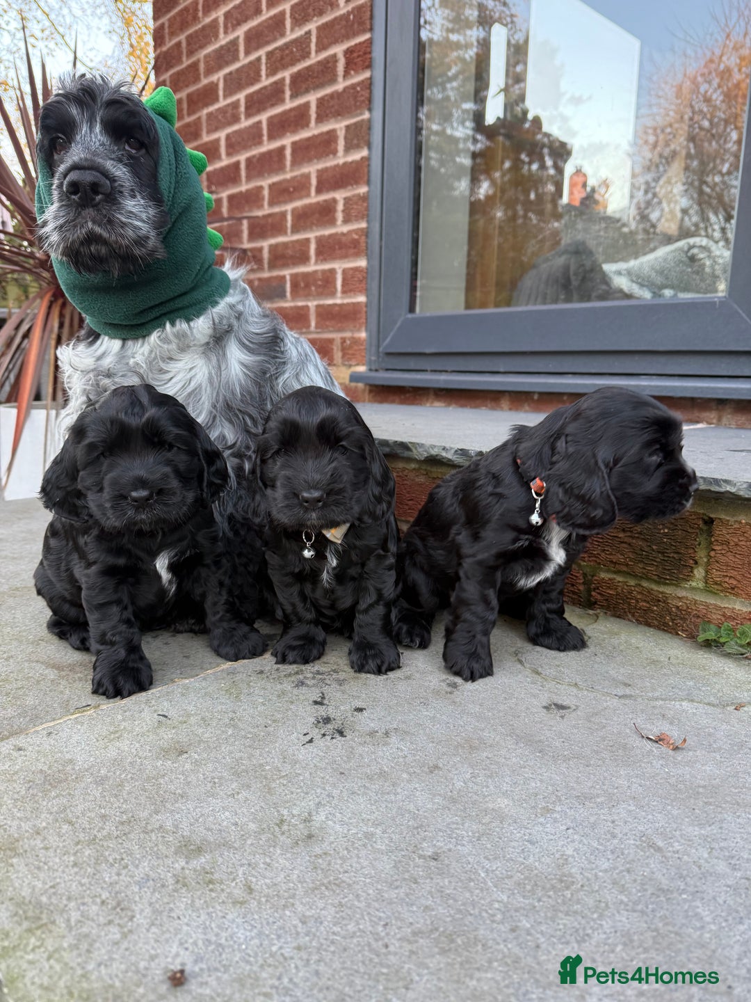 Cocker Spaniel dogs for sale: Show cocker spaniel  - Advert 16