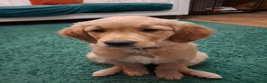 Wincy