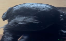 Cockapoo dogs for sale: Cockapoo puppies  - Advert 4