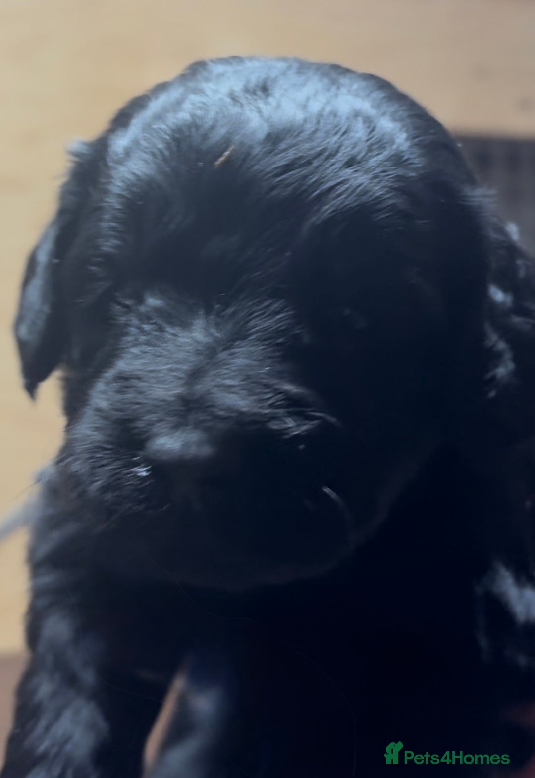 Cockapoo dogs for sale: Cockapoo puppies  - Advert 4