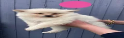 Pomeranian dogs for sale: Pomeranian Puppies - Advert 4