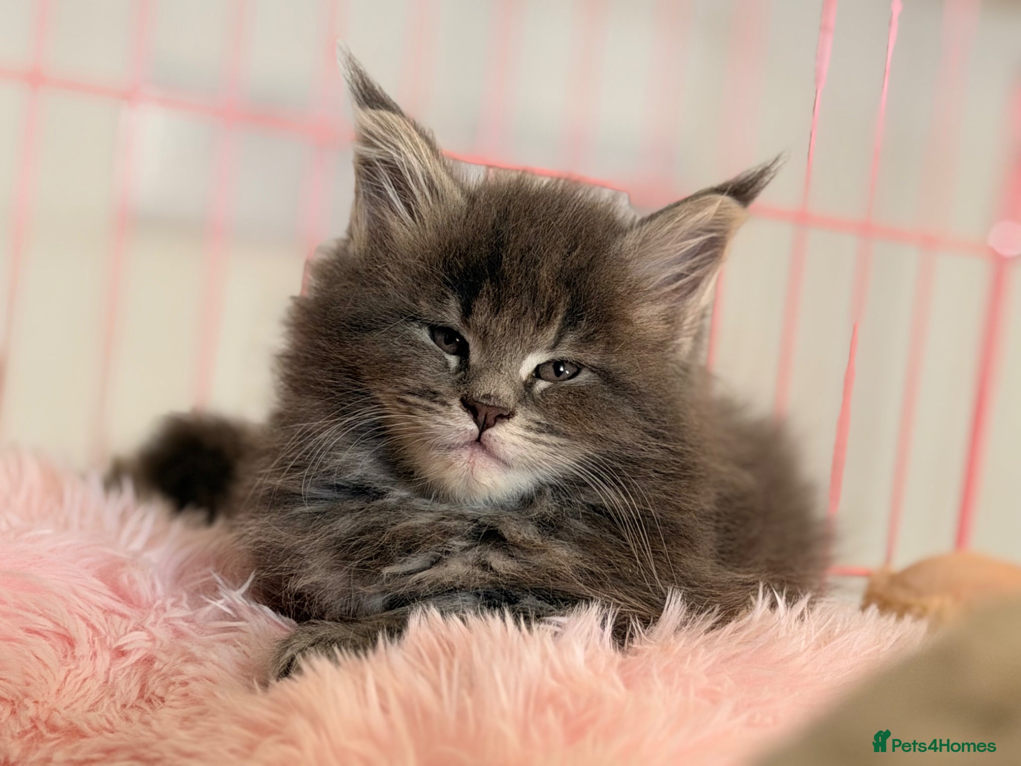 Maine Coon cats 🐾DNA CLEAR MAINE COON KITTENS🐾 🩷3 girls left) - Advert 11