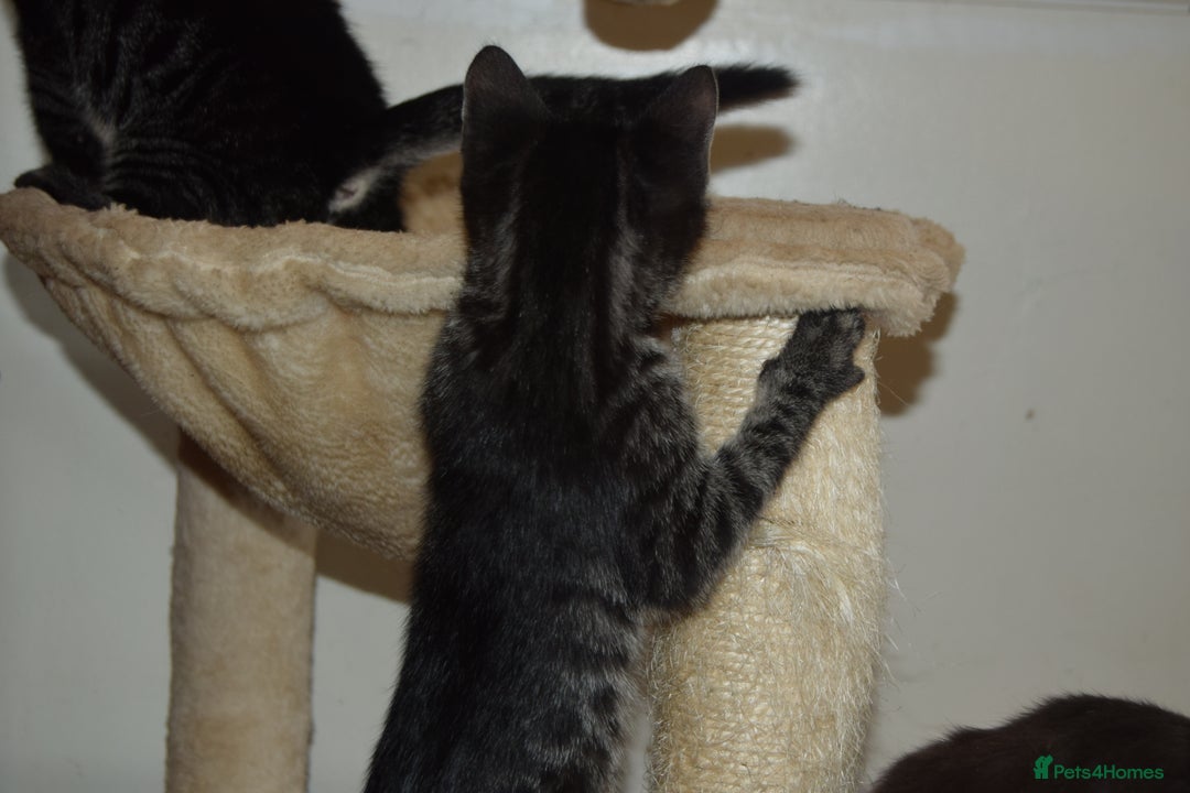 Bengal cats for sale: BEAUTIFUL HALF BENGAL KITTENS - Image 20
