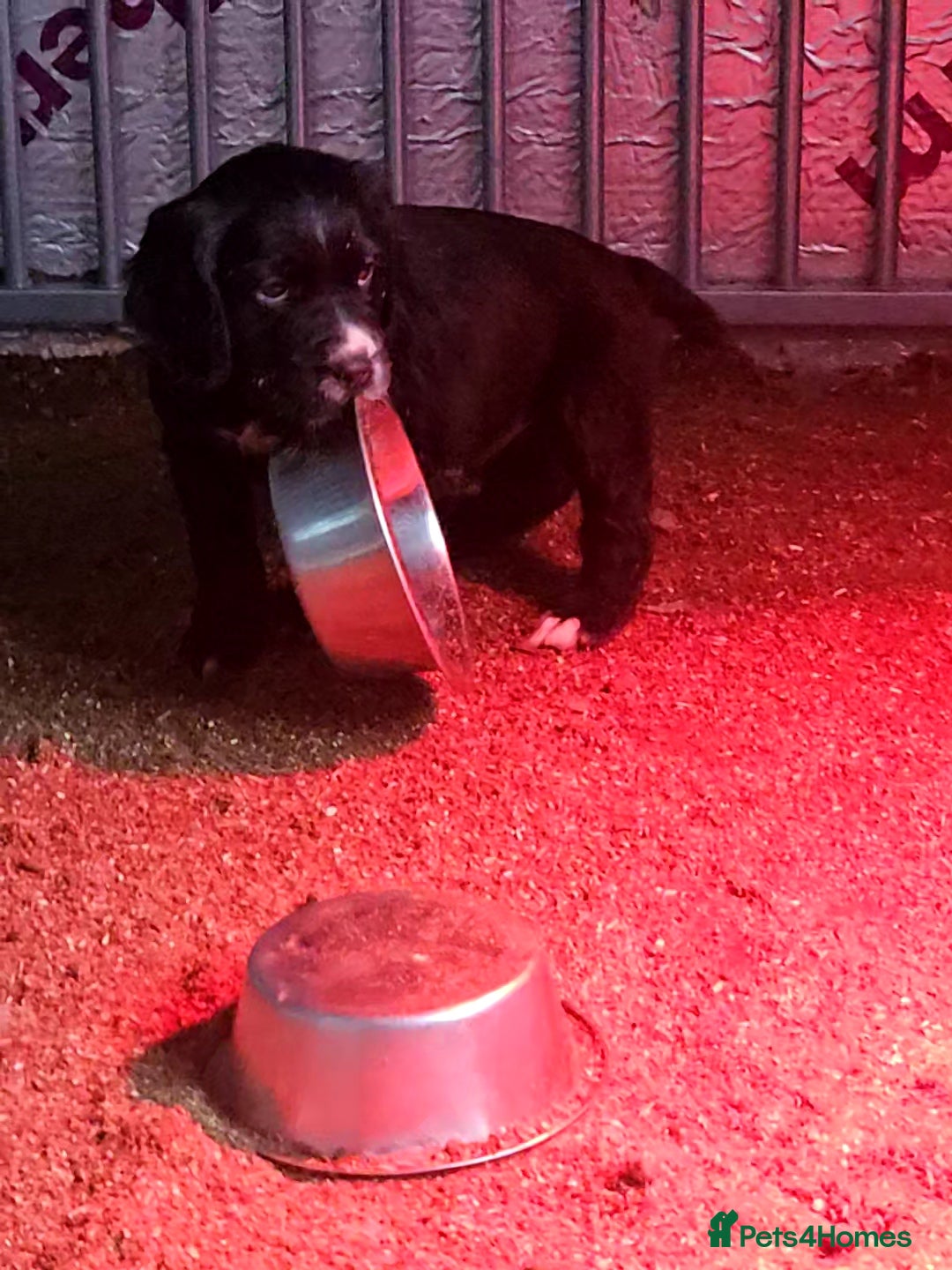 Cocker Spaniel dogs for sale: Fantastically well bred working cocker spaniels  - Advert 2