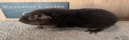 Guinea Pig rodents for sale: Two Rex's sows  in Wisbech - Advert 2