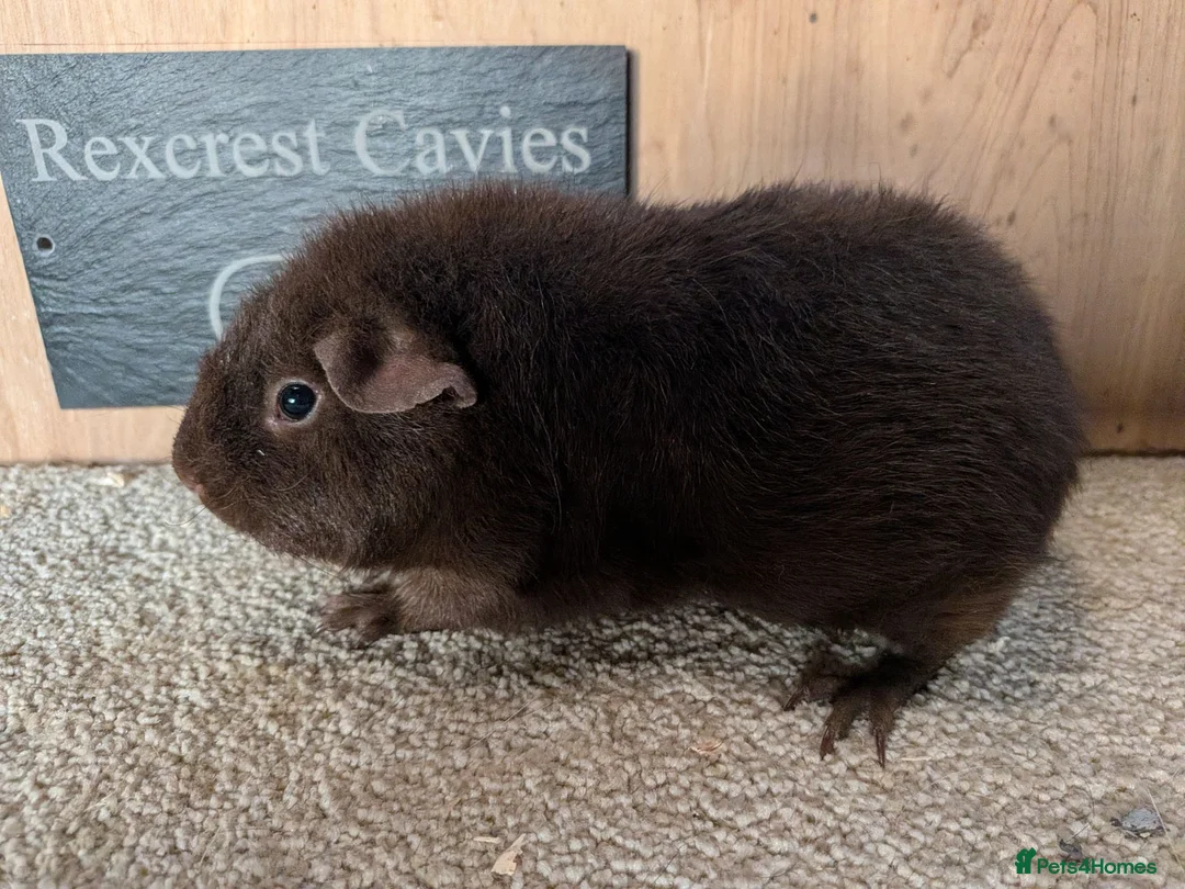 Guinea Pig rodents for sale: Two Rex's sows  in Wisbech - Advert 2