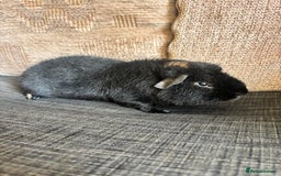 Guinea Pig rodents for sale: 1 male teddy boar available  - Image 2