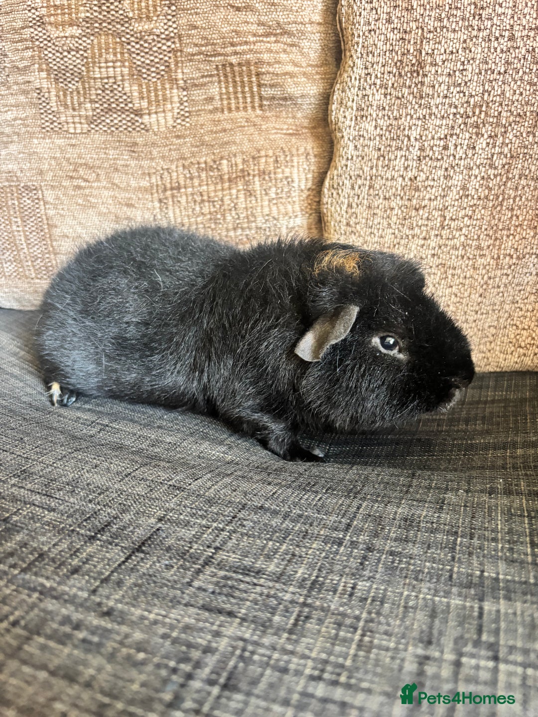 Guinea Pig rodents for sale: 1 male teddy boar available  - Image 2