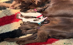 Cocker Spaniel dogs for sale: Working cocker spainel Puppys Ready to leave  - Image 25
