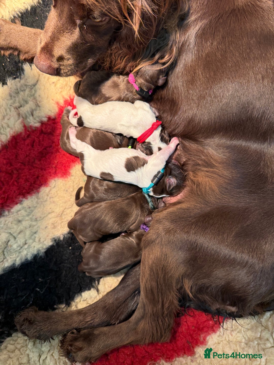 Cocker Spaniel dogs for sale: Working cocker spainel Puppys Ready to leave  - Image 25