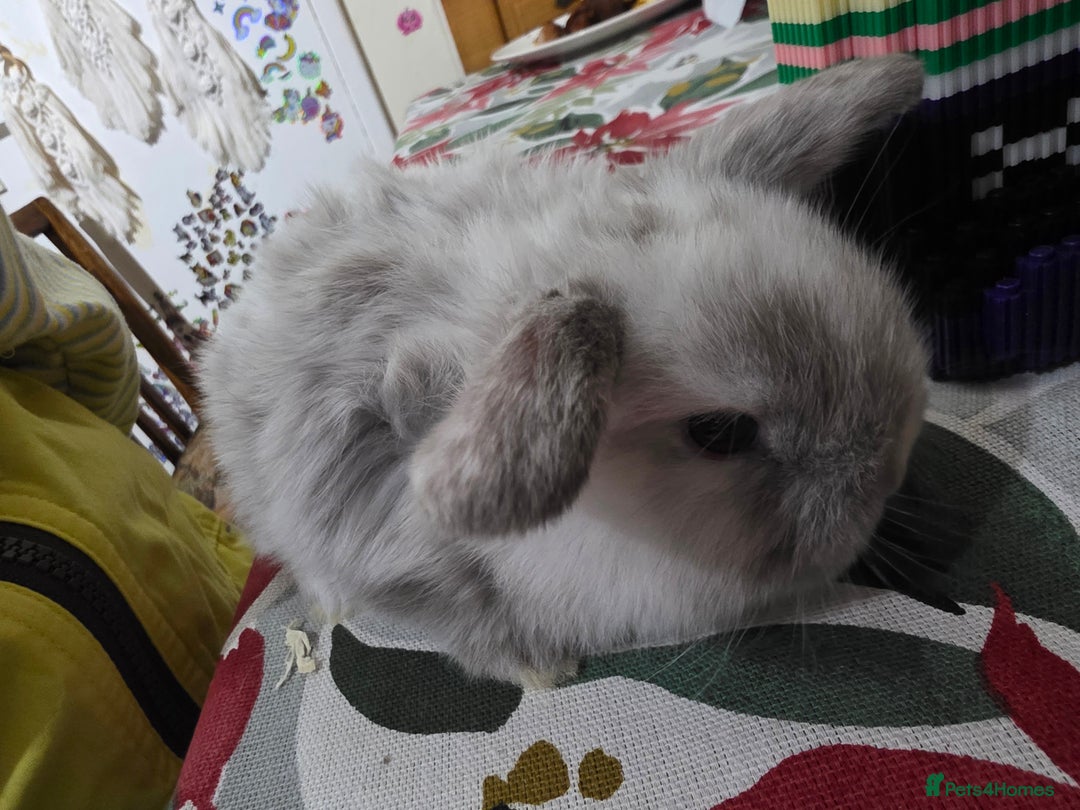 Mini Lop rabbits for sale: Mini loop  - Advert 5