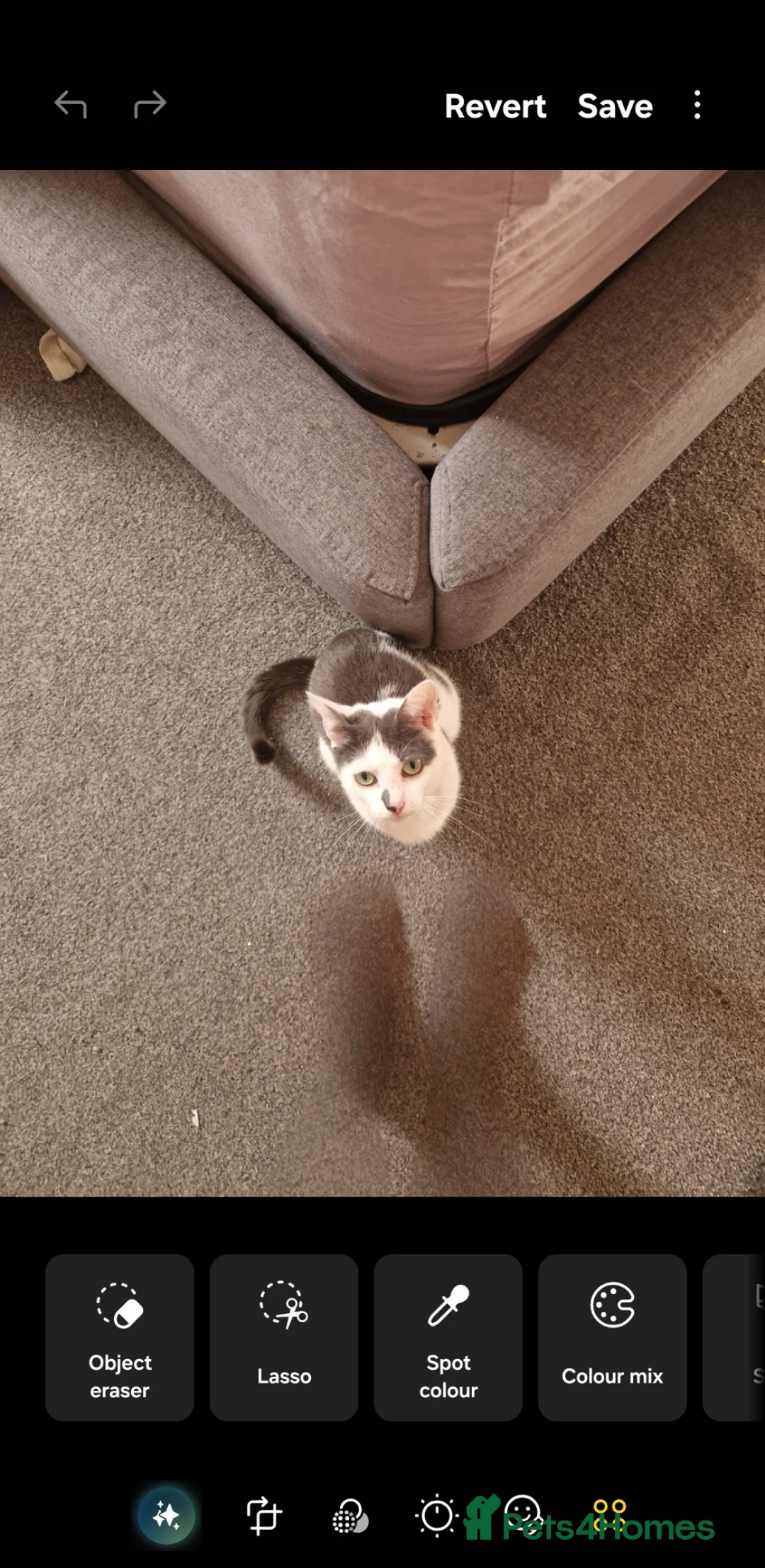 Mixed Breed cats for sale: 4 female kittens - Advert 8