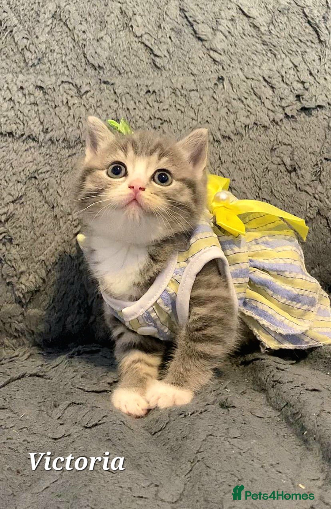 British Shorthair cats for sale: Little princess 👸  - Advert 2